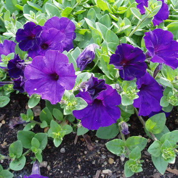 Buy Wave Petunia Seeds Online – Spreading Petunia Variety for Gardens