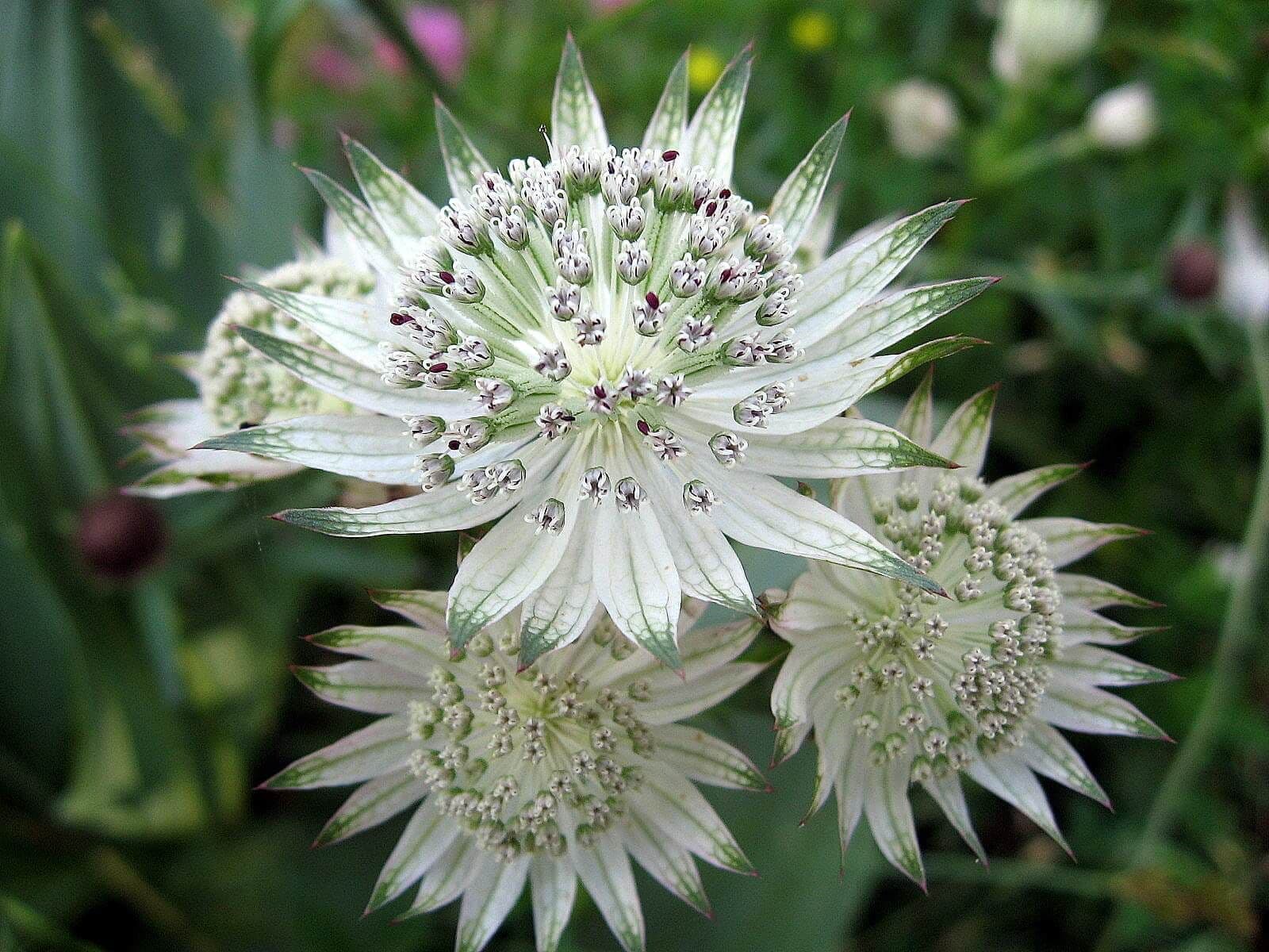 Spring Blooming Astrantia White Flowers