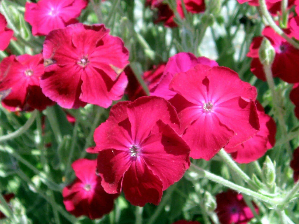 Spring Blooming Rose Campion Magenta Flowers