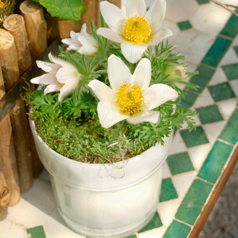 Spring Blooming White Anemone Pulsatilla
