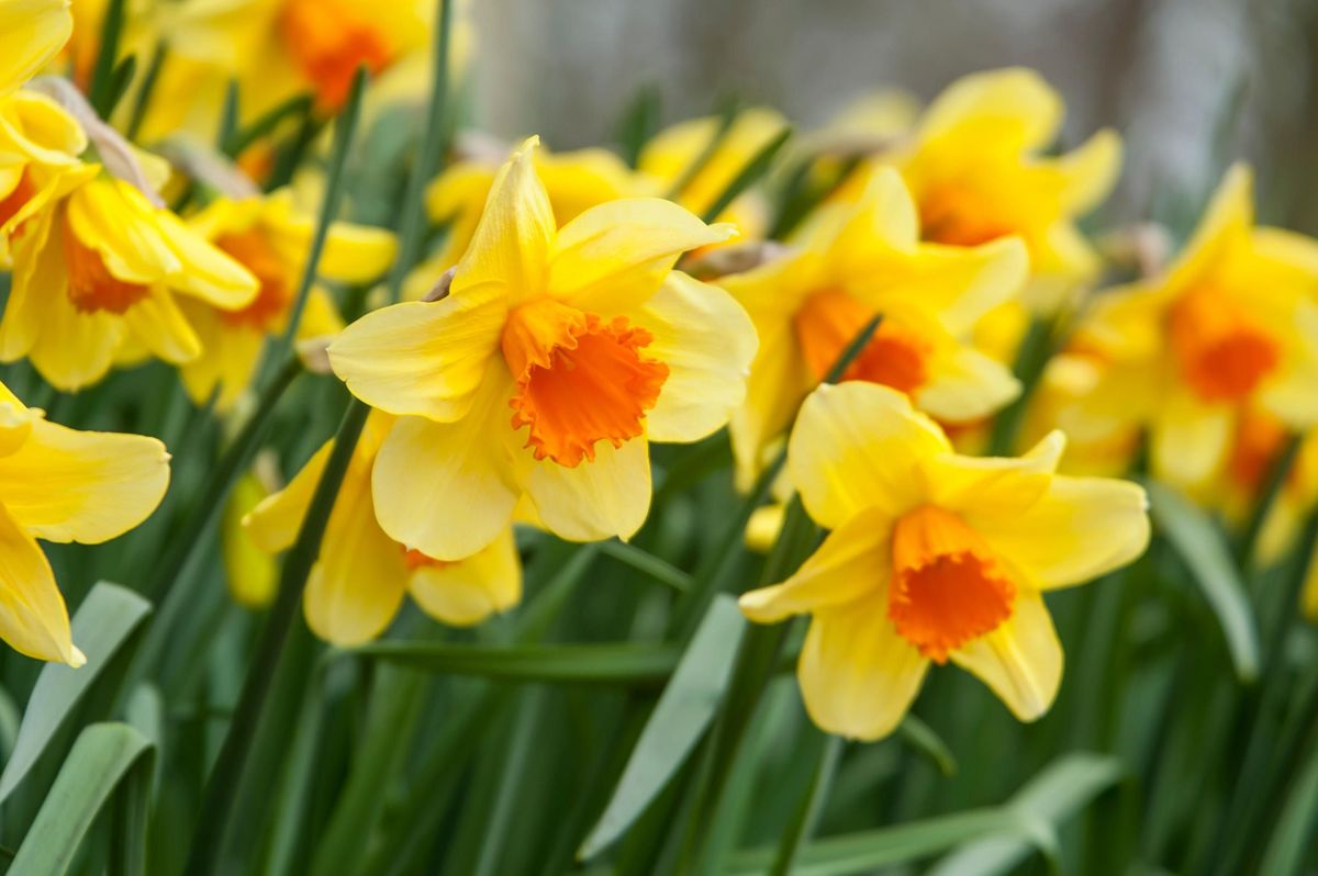 Pale Yellow Daffodils in Spring Garden Display