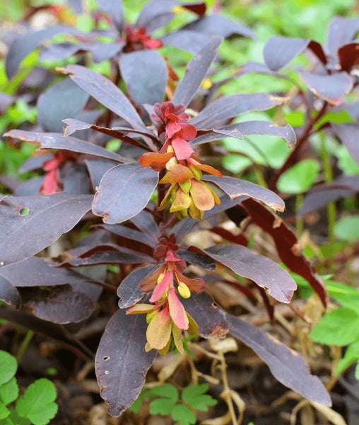 Euphorbia Amygdaloides Flower seeds for Planting - Easy to Grow, Heirloom & GMO Free Seeds for Home Garden