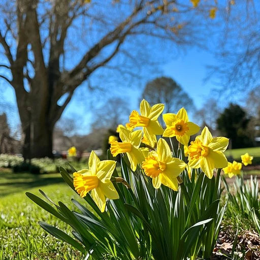 Blue Yellow Daffodils Flower seeds for Planting - Premium Quality, Heirloom & GMO Free Seeds for Home Garden