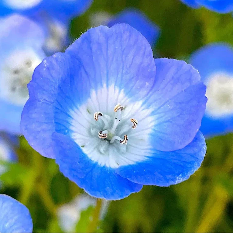 Nemophila Menziesii Seeds – Organic Blue Wildflower Variety for Spring Gardens