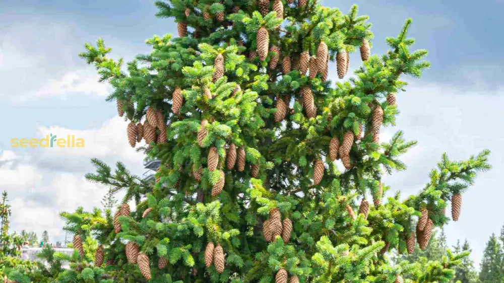 Spruce Plant Planting Seeds: Premium Quality Conifer Seeds For Thriving Evergreen Growth