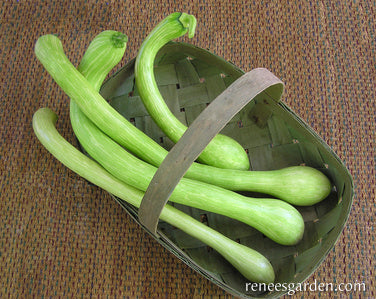 Tromba Albenga Squash Seeds for Unique Long Squash Varieties