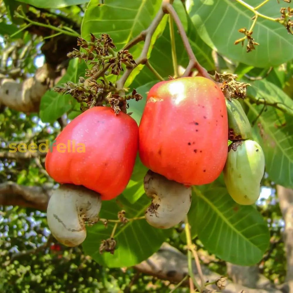Sri Lanka Nut Fruit Seeds Planting For Thriving Gardens: Grow Your Own Exotic Nuts!
