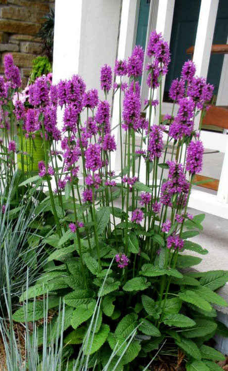 Violet Catmint Flower seeds for Planting - Pollinator Friendly, Heirloom & GMO Free Seeds for Home Garden