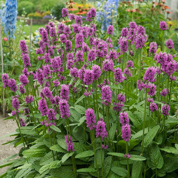 Violet Catmint Flower seeds for Planting - Pollinator Friendly, Heirloom & GMO Free Seeds for Home Garden