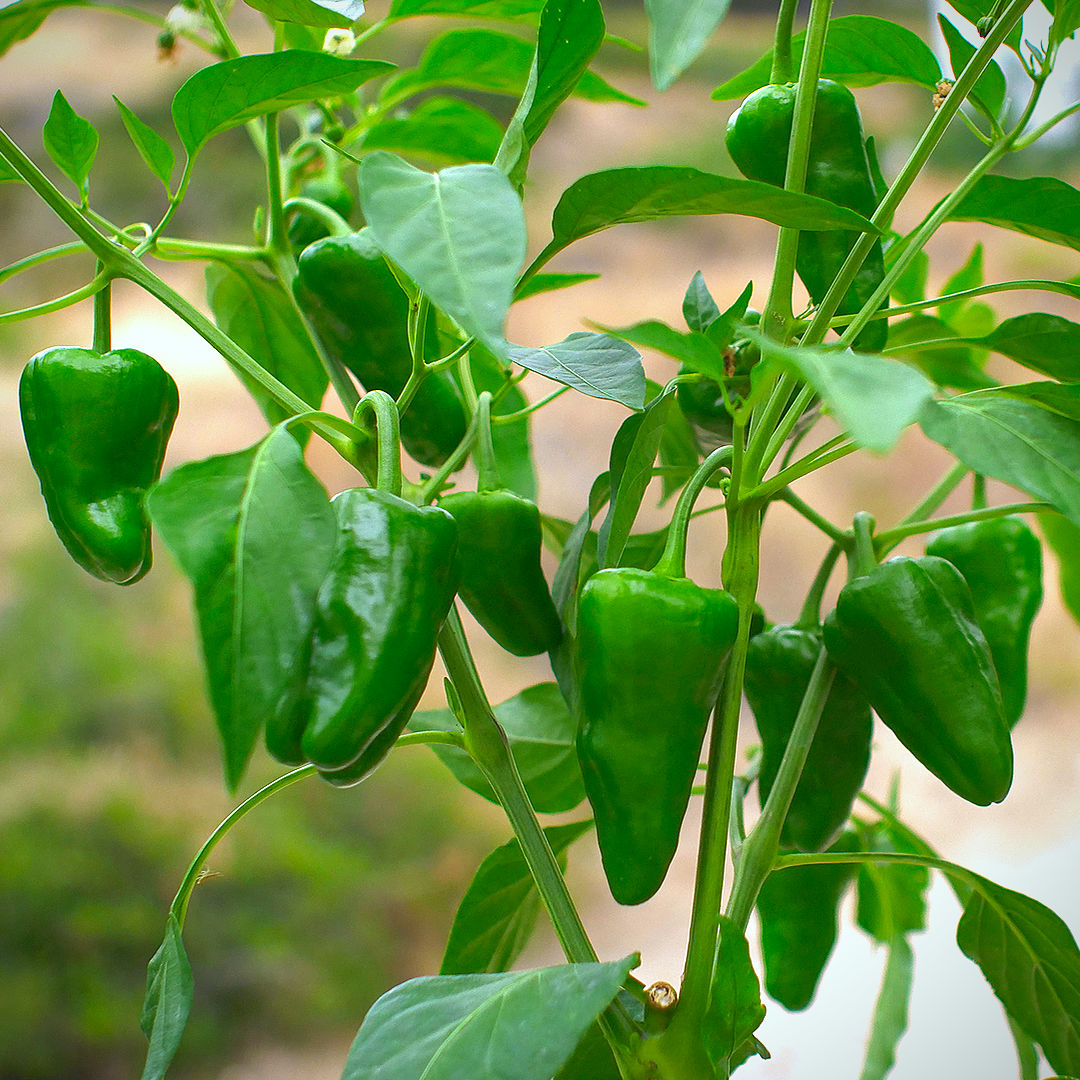Green de Padron Vegetable Seeds for Planting