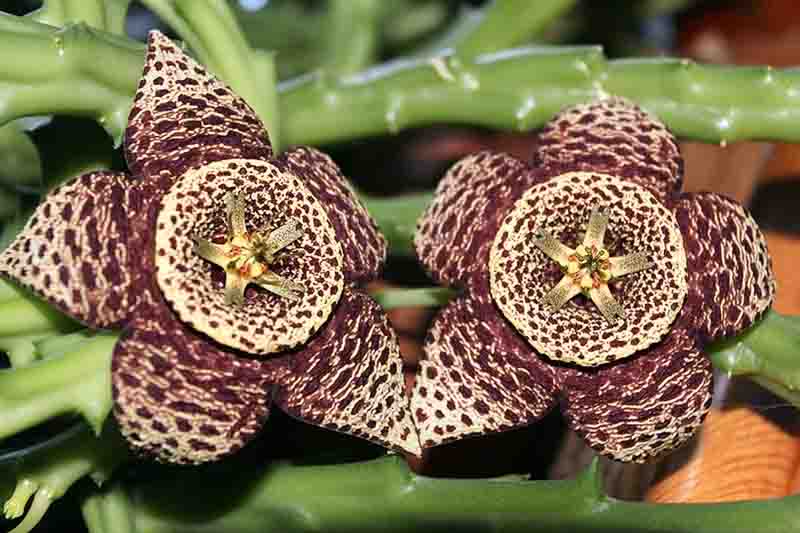 Stapelia Variegata Flower seeds for Planting - Garden Favorite, Heirloom & GMO Free Seeds for Home Garden