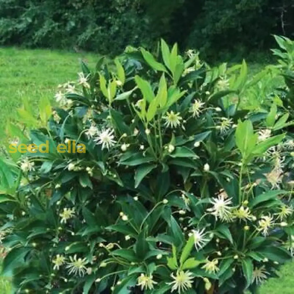 Star Illicium Anise Planting Flower Seeds