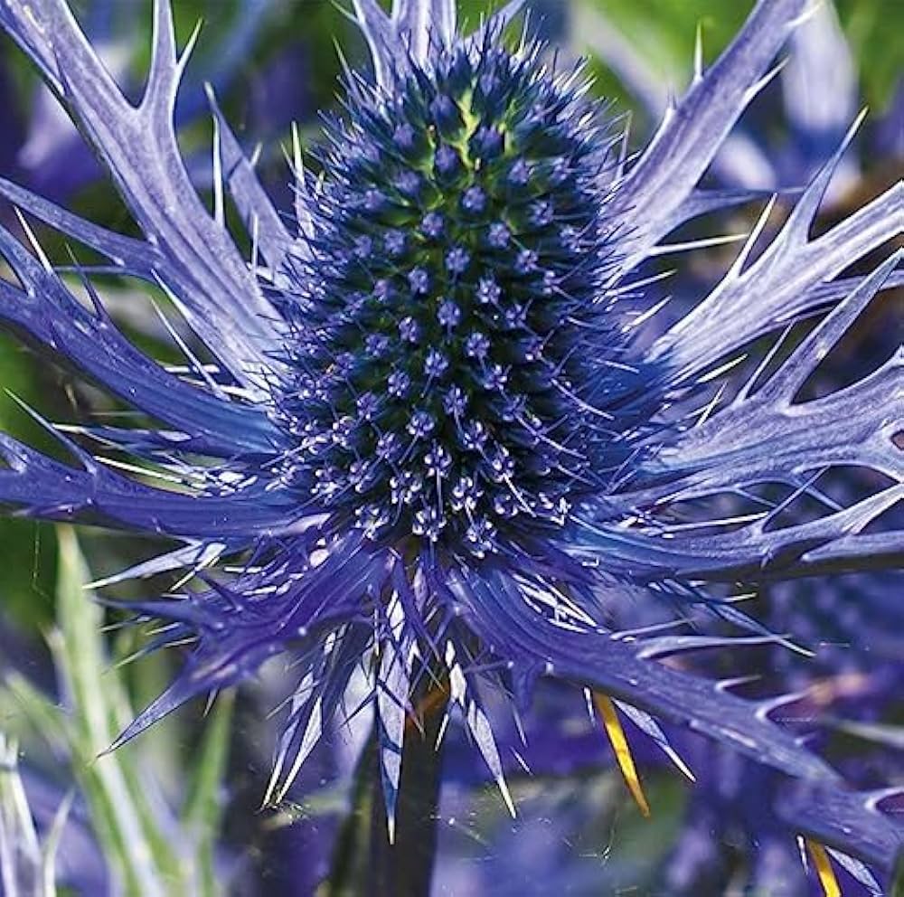 Starting Blue Eryngo seeds indoors