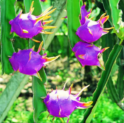 Sky Blue Pitaya Fruit Seeds for Planting - Exotic Tropical Delights
