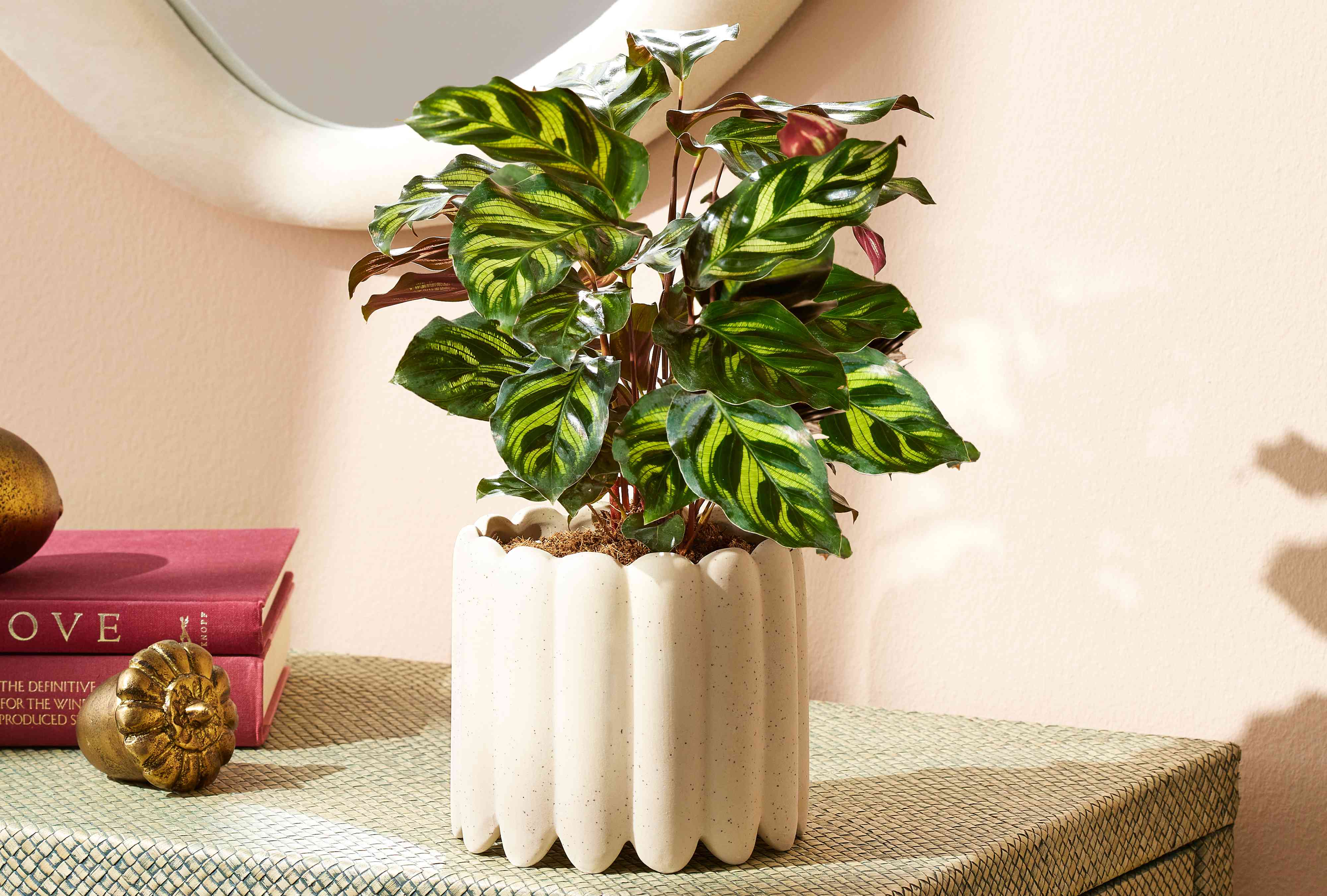Starting green Calathea seeds indoors
