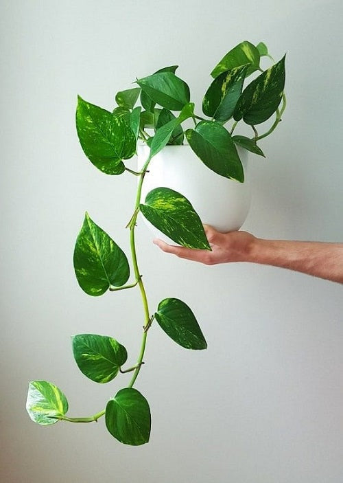 Starting Green Money Tree seeds in pots