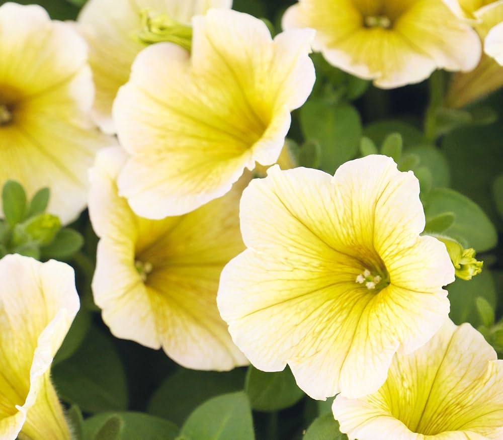 Starting light yellow petunia seeds indoors