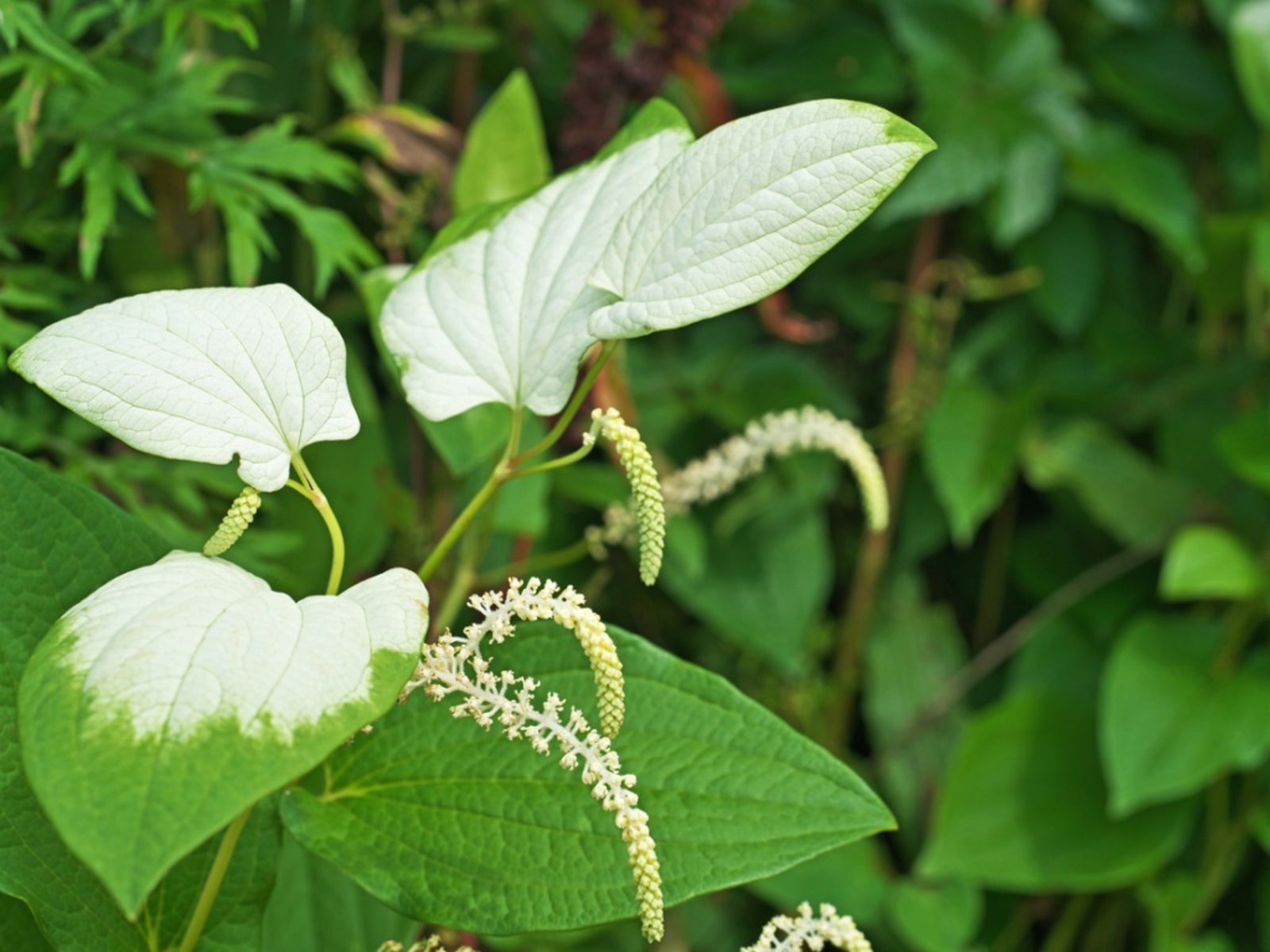 Starting Lizards Tail seeds indoors