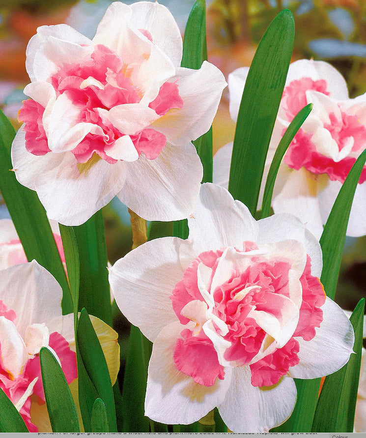 Starting white pink narcissus seeds with cold stratification