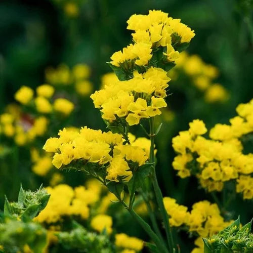 Yellow Statice Flower seeds for Planting - Premium Quality, Heirloom & GMO Free Seeds for Home Garden
