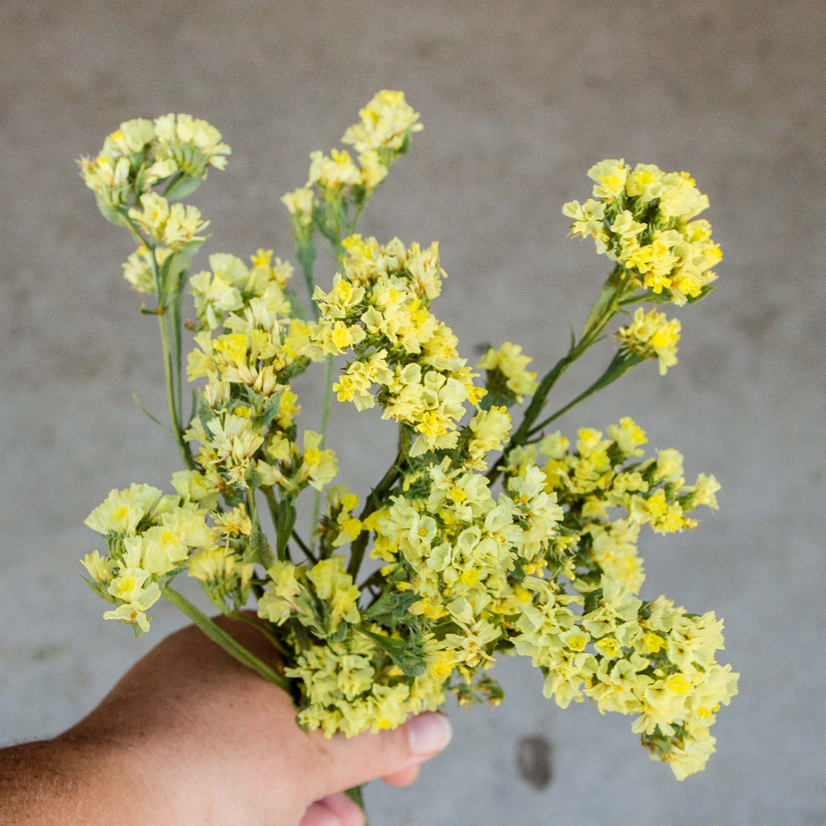 Statice Seeds – Yellow Statice Flower Seeds for Easy Planting and Hardy ...