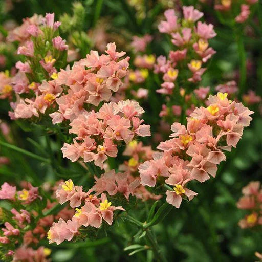 Limonium Sinuatum Flower seeds for Planting - Vibrant Colors, Heirloom & GMO Free Seeds for Home Garden