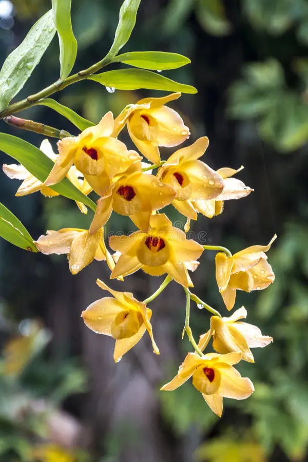 Yellow Dendrobium Orchid Flower seeds for Planting - Sun Loving, Heirloom & GMO Free Seeds for Home Garden