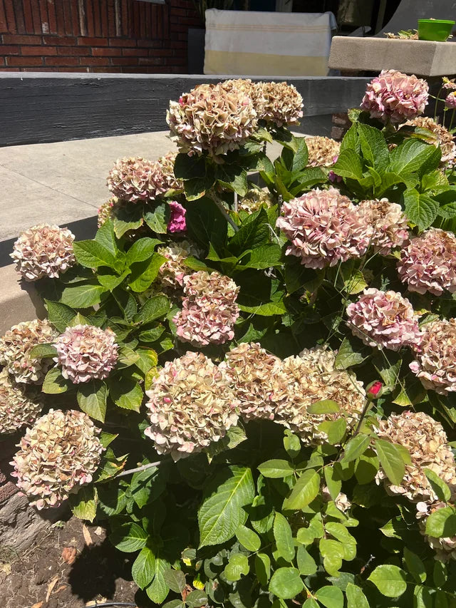 Brown Hydrangea Flower Seeds for Easy Planting