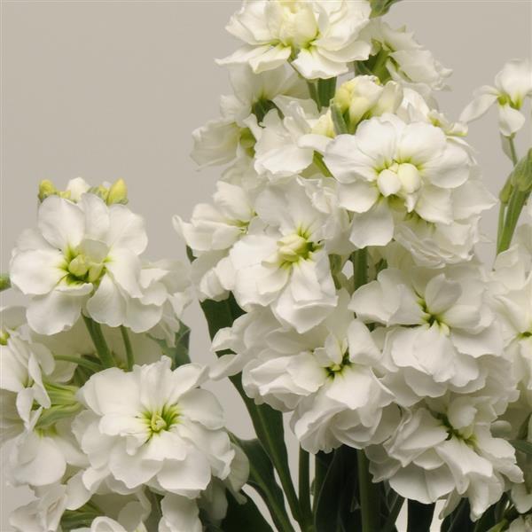 White Matthiola Incana Flower seeds for Planting - Pollinator Friendly, Heirloom & GMO Free Seeds for Home Garden