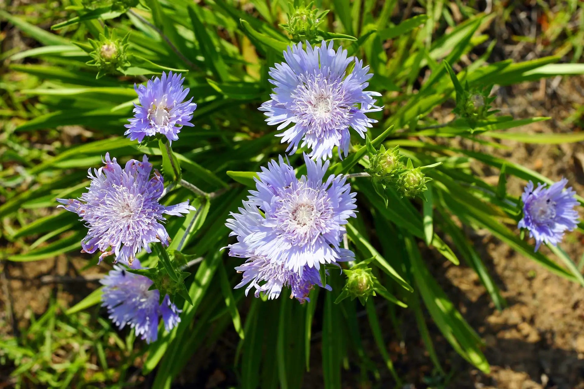 Stoke's Aster Planting Seeds - Perennial Garden Blooms - Evergrowseeds
