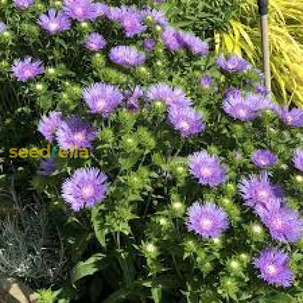Buy Stoke's Aster Planting Seeds - Perennial Garden Blooms