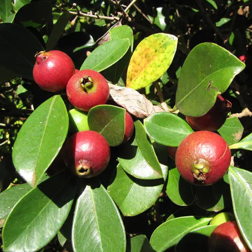 Strawberry Guava Seeds for Planting  Grow Your Own Delicious Fruit