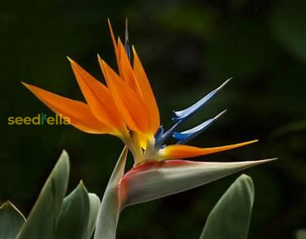 Strelitzia Reginae Seeds For Planting Plant Seeds