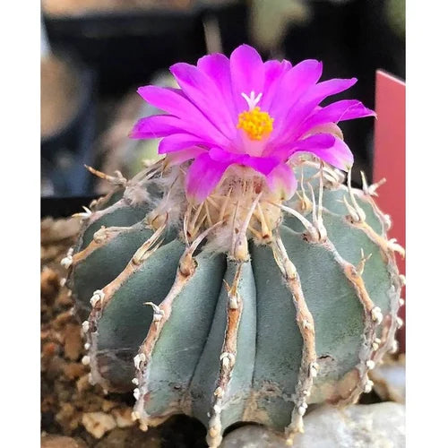 Aztekium Valdezii  Seeds for Planting