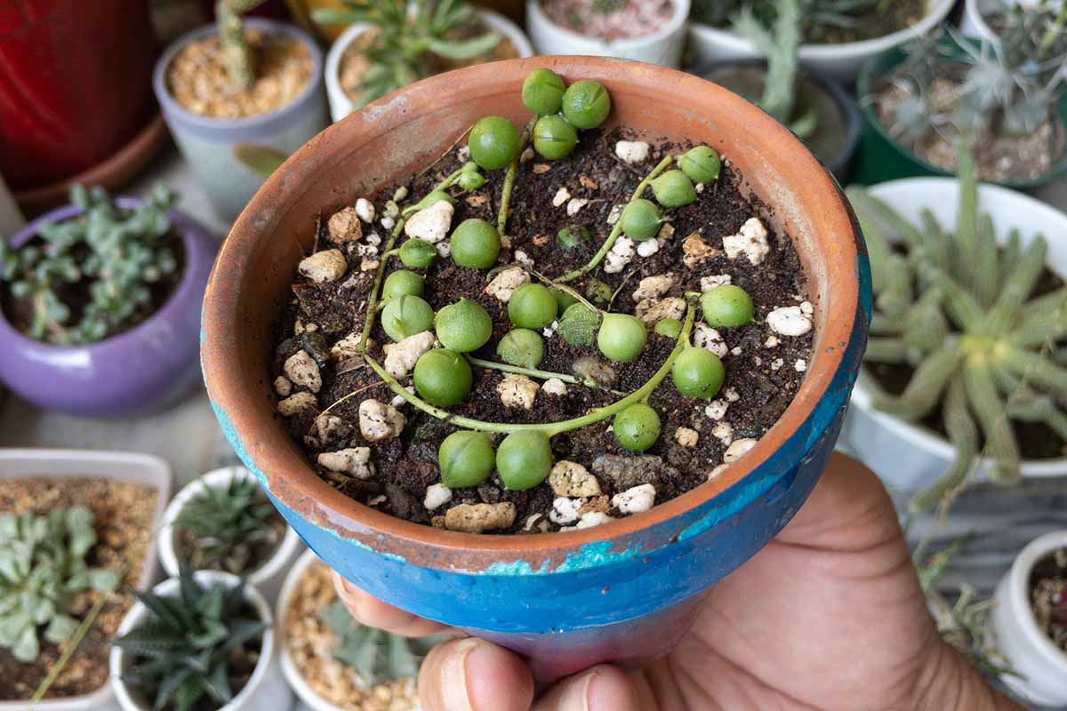 Vibrant indoor String of Pearl plant in decorative pot