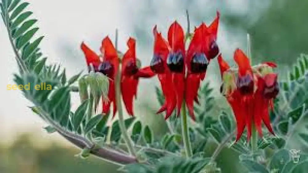 Sturtâ€™s Red Flower Seeds For Planting - Vibrant Blooms Your Garden