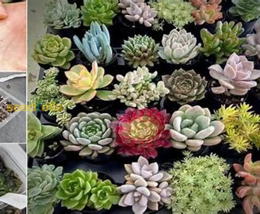 Succulent Plant Seeds Planting Seeds
