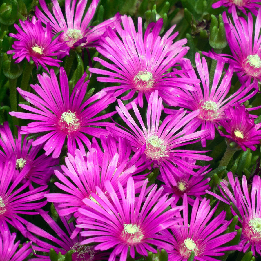 Organic Ice Plant Seeds – Drought-Tolerant Flower for Pots & Landscapes