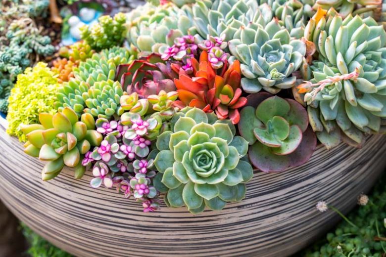 Succulent Planting Seeds Collection - Ideal for Easy Planting