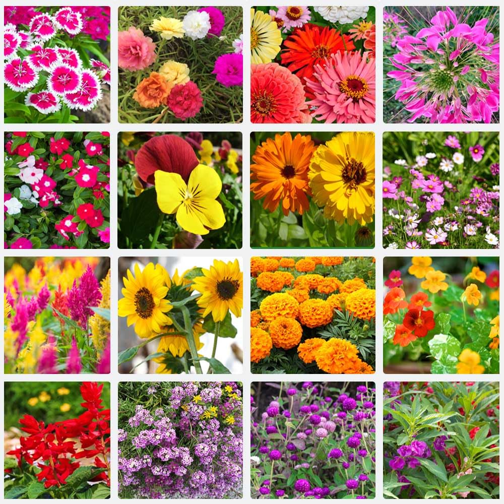 Summer Flower Seeds – Vibrant Mix for Bright Seasonal Planting