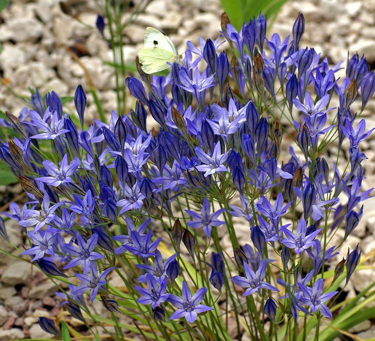 Fabiola Flower seeds for Planting - Sun Loving, Heirloom & GMO Free Seeds for Home Garden