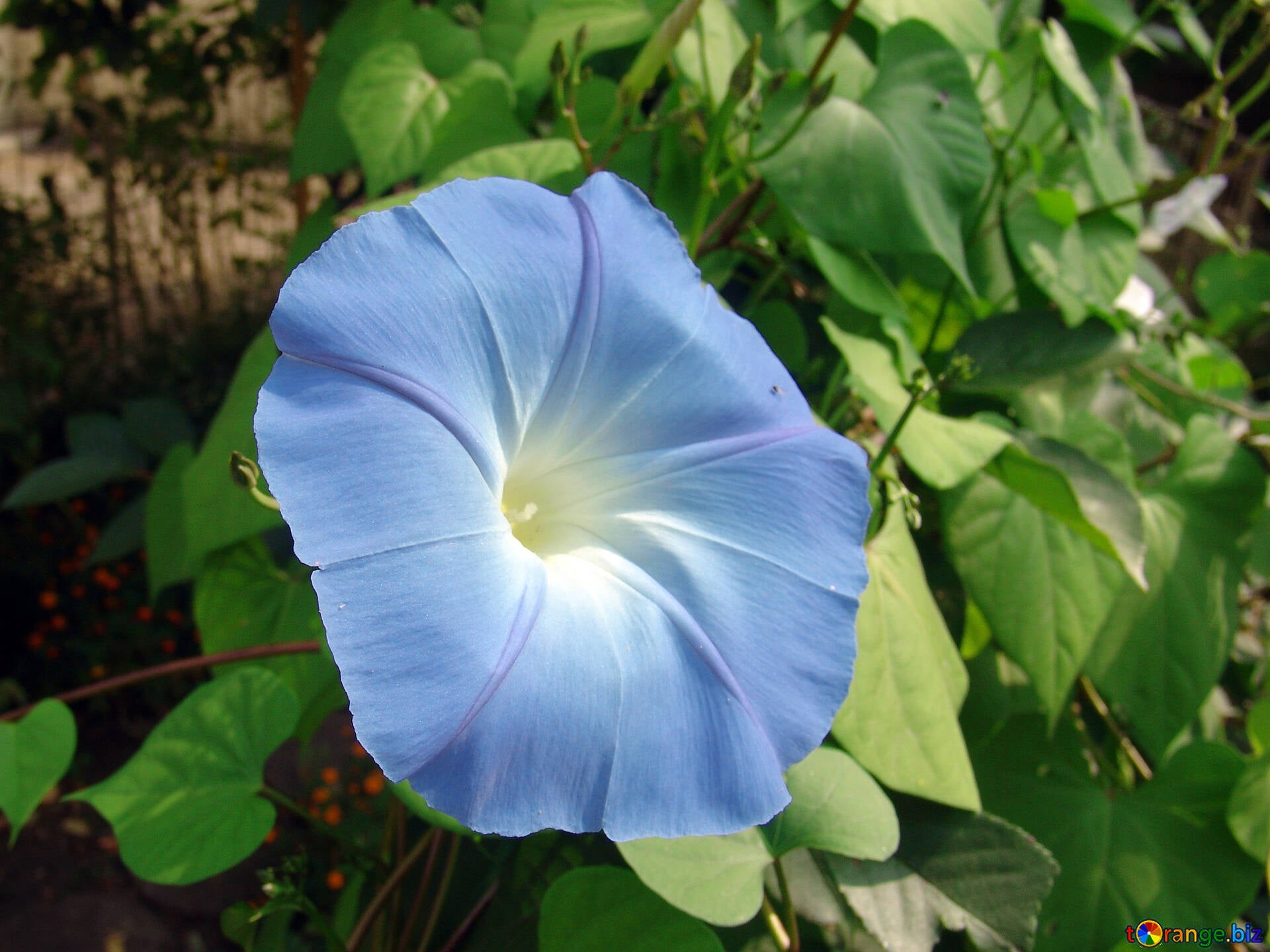 Mixed Liana Flower seeds for Planting - Colorful Display, Heirloom & GMO Free Seeds for Home Garden
