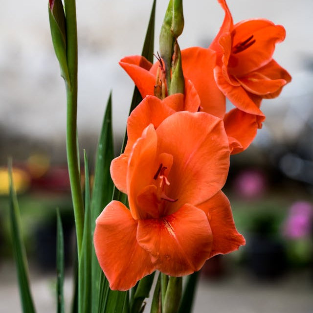 Summer Garden with Yellow and Orange Gladiolus