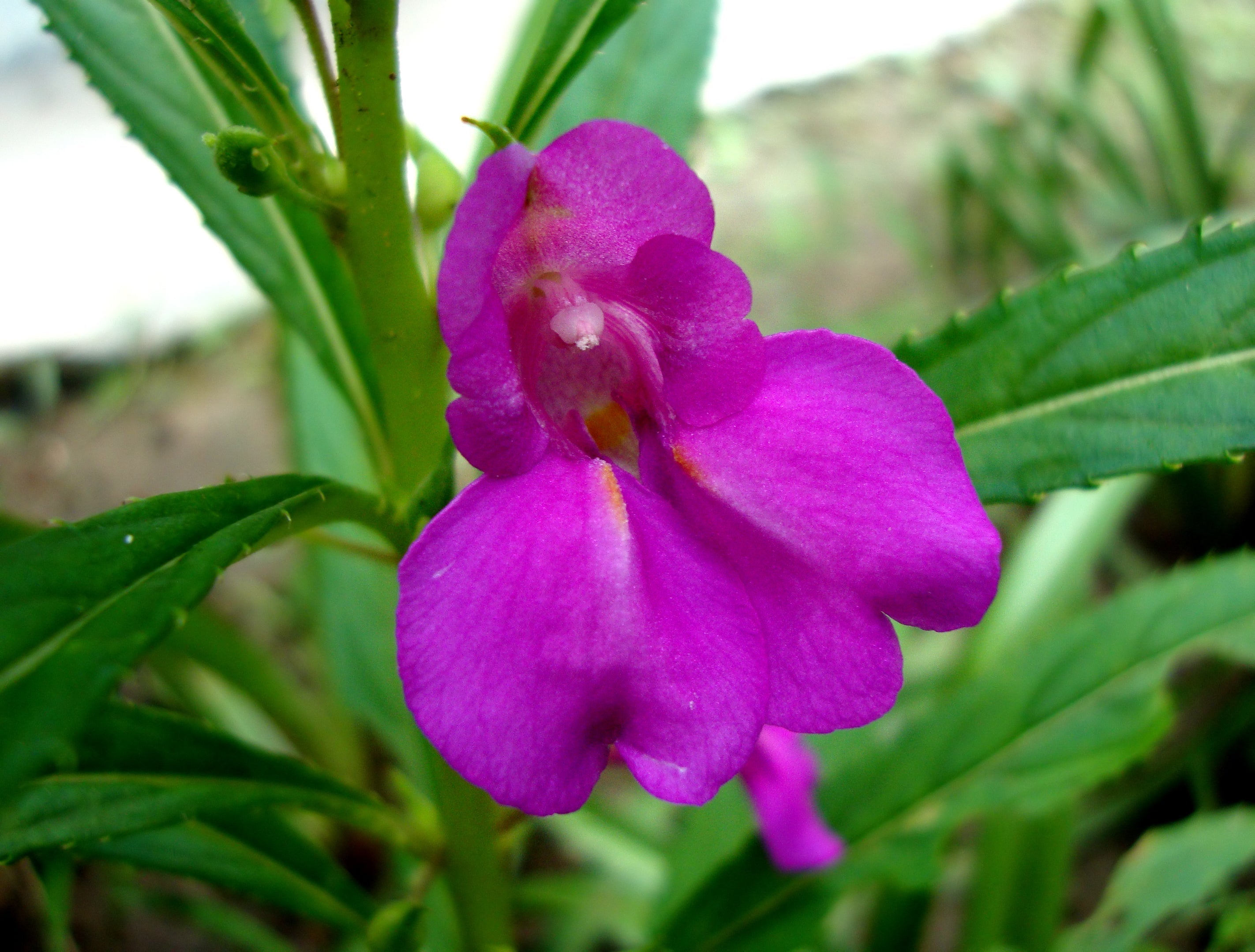 Summer Blooming Purple Impatiens Balsamina