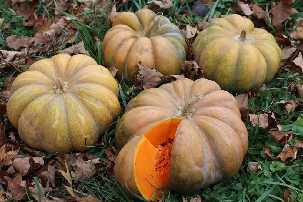 Summer squash seeds for productive garden growing
