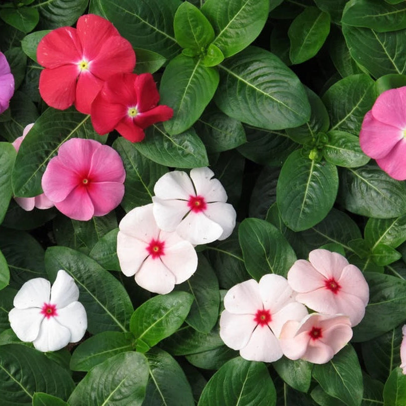 Vinca Flower Seeds – Non-GMO Annual for Home and Balcony Gardens