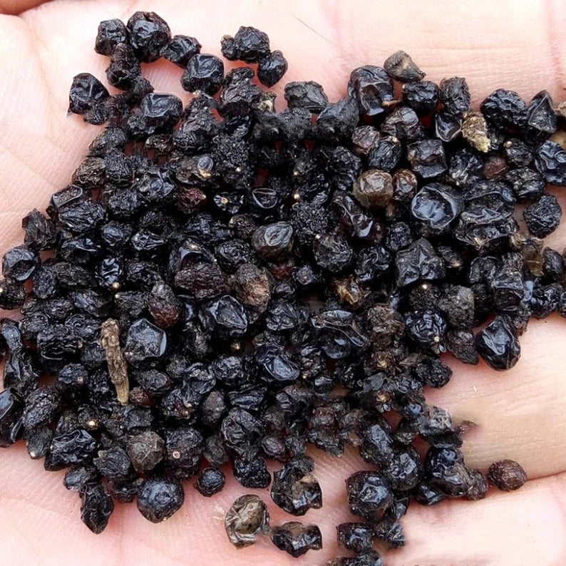 Lantana Seeds – Organic Multi-Colored Blooms for Home & Balcony Gardens