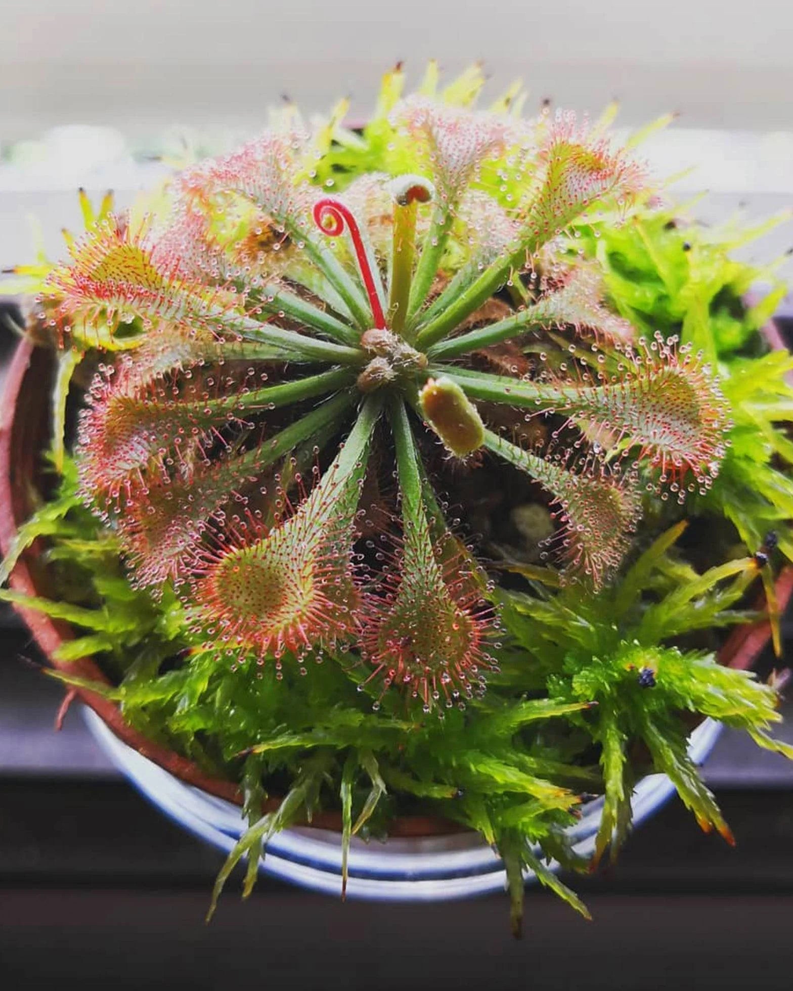 Green Hardy Sundew Flower seeds for Planting - Garden Favorite, Heirloom & GMO Free Seeds for Home Garden