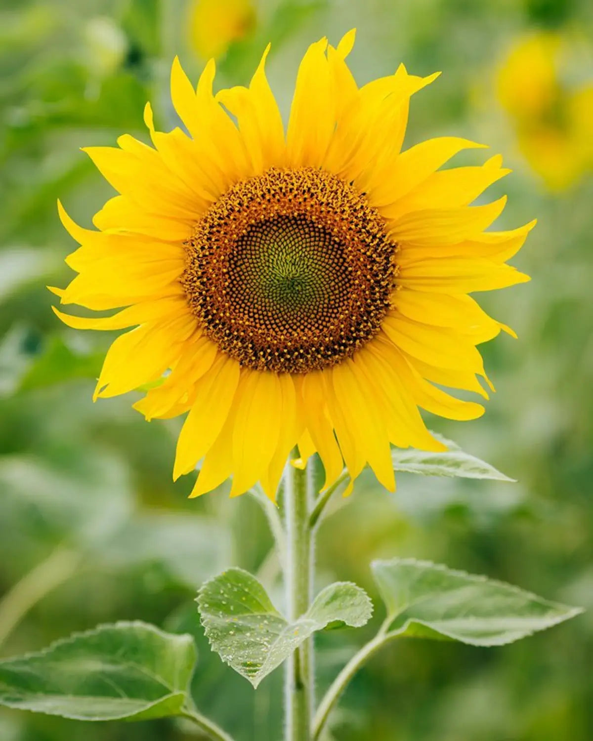 Sunflower Flower seeds for Planting - Bright Blooms, Heirloom & GMO Free Seeds for Home Garden