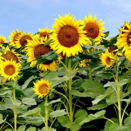 Yellow Hybrid Sunflower Seeds - Perfect for Planting